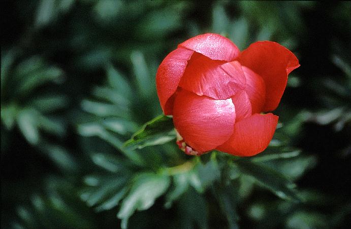 Paeonia peregrina 'Otto Froebel'