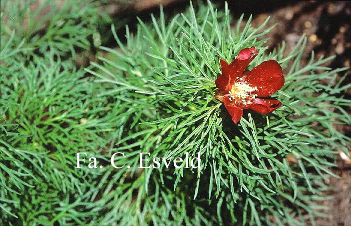 Paeonia tenuifolia