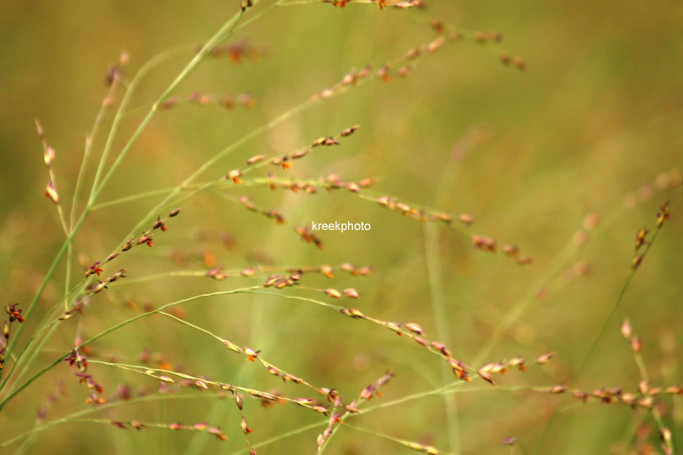 Panicum virgatum 'Strictum'