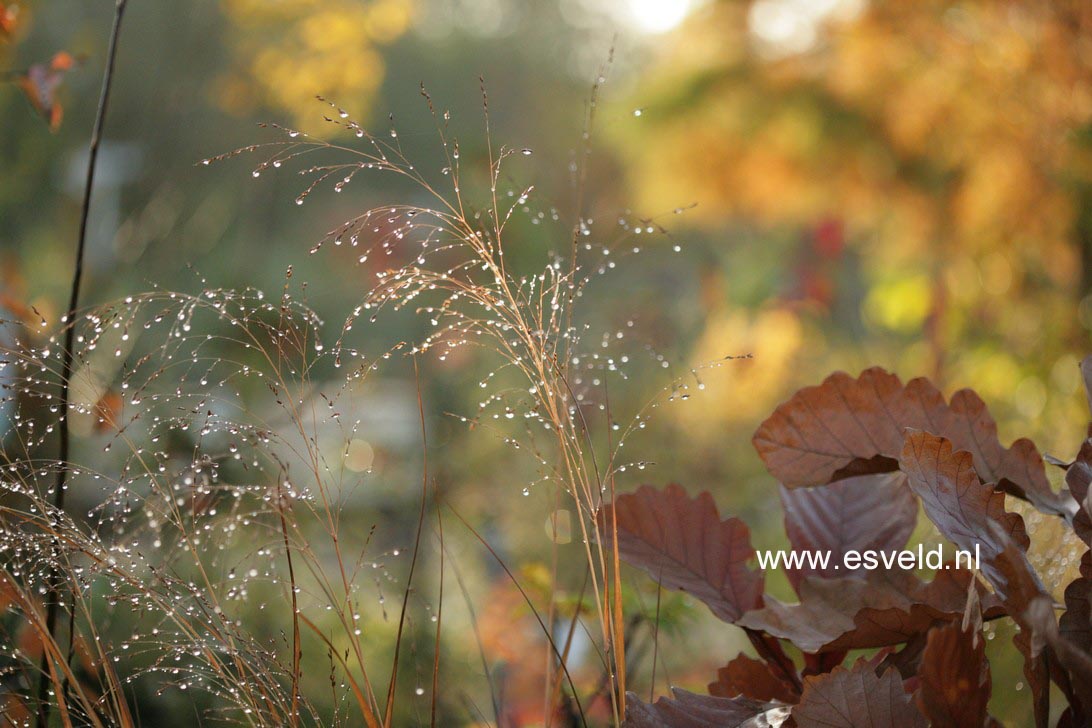 Panicum virgatum 'Warrior'