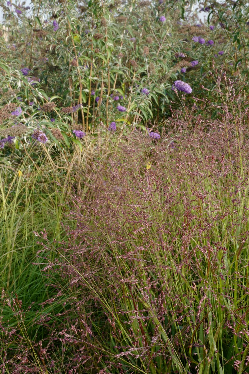 Panicum virgatum