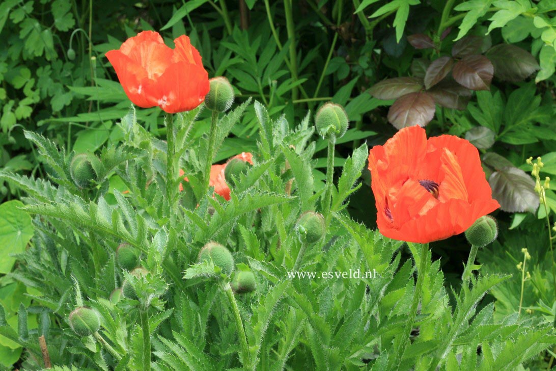 Papaver orientale 'Marcus Perry'