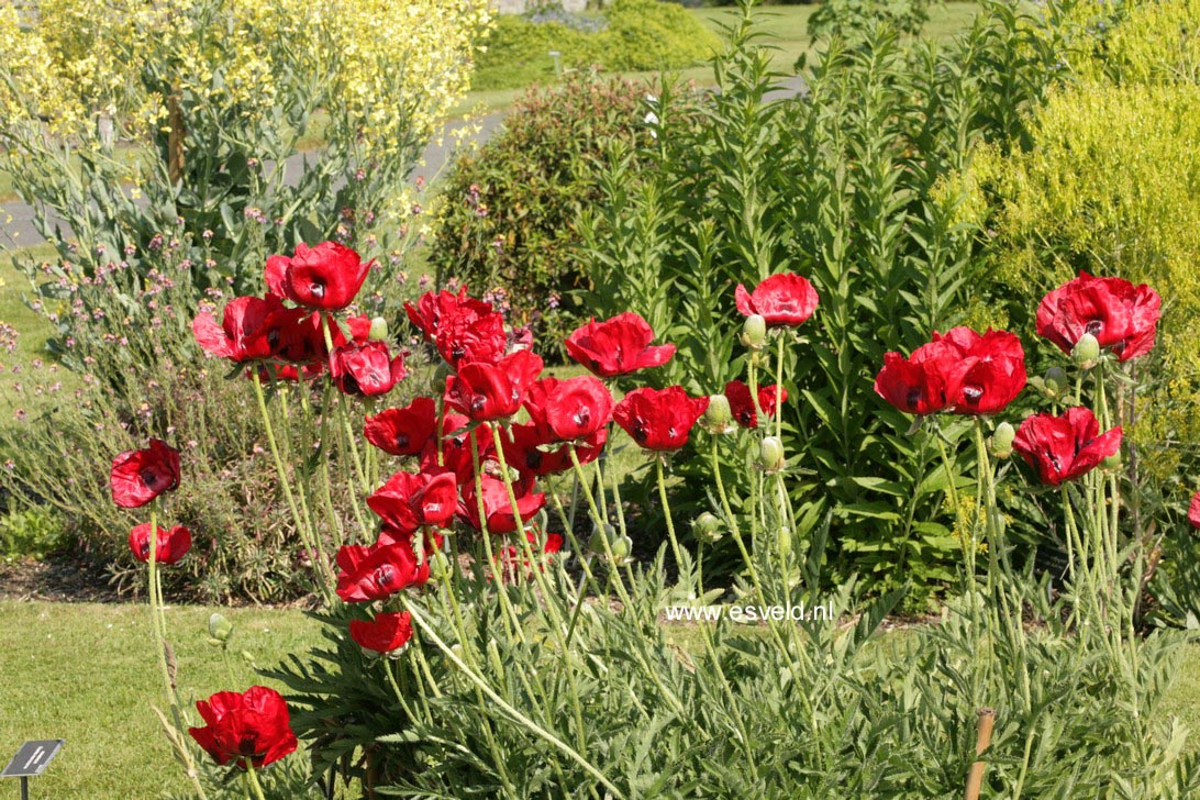 Papaver orientale