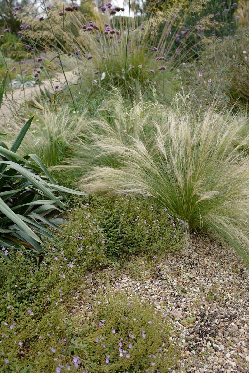 Parahebe catarractae