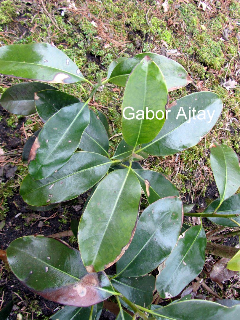 Parakmeria lotungensis