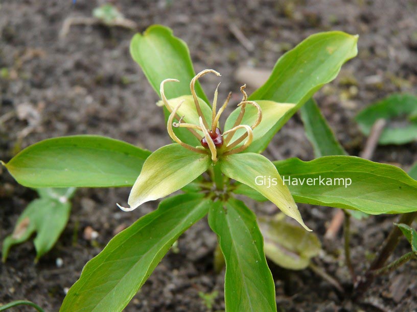 Paris polyphylla
