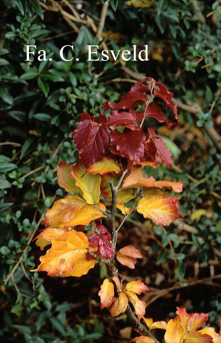 Parrotia persica 'Felicie'