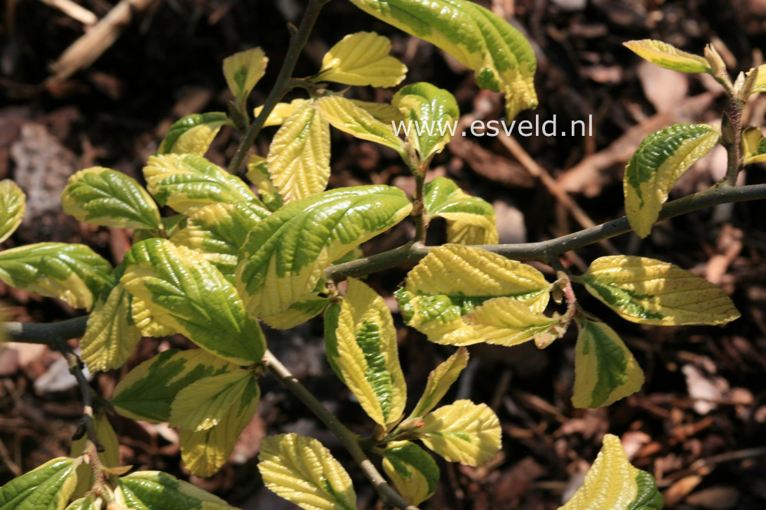 Parrotia persica 'Lamplighter'