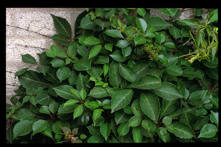 Parthenocissus henryana