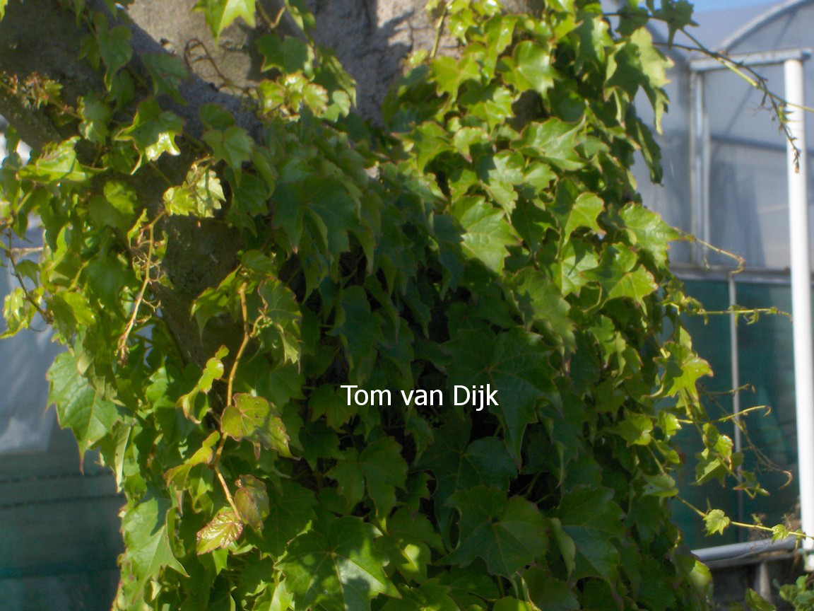 Parthenocissus tricuspidata 'Crug Compact'