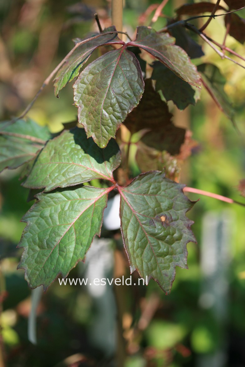 Parthenocissus tricuspidata 'Dark Crimson'