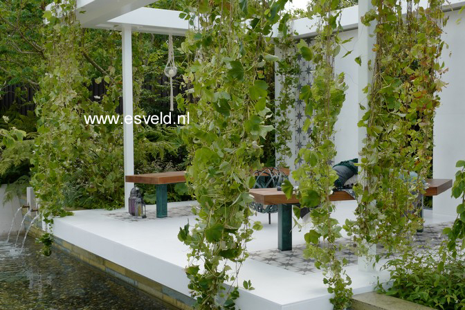 Parthenocissus tricuspidata