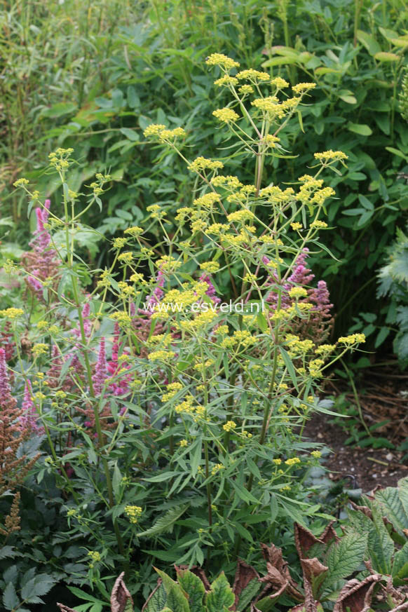 Patrinia scabiosifolia