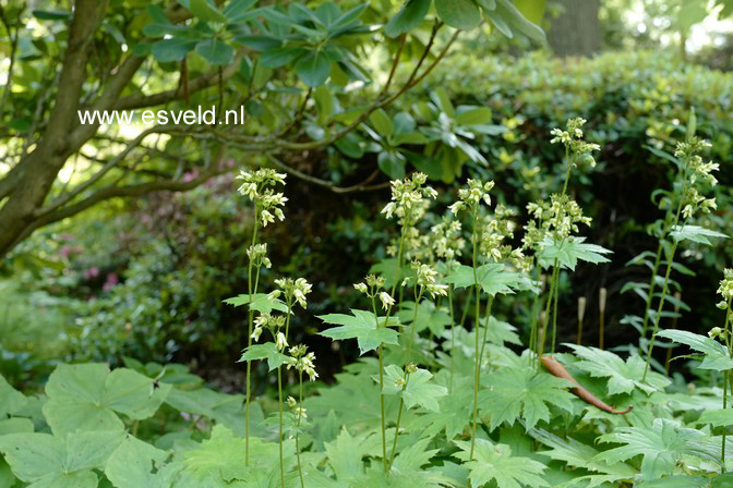 Peltoboykinia tellimoides