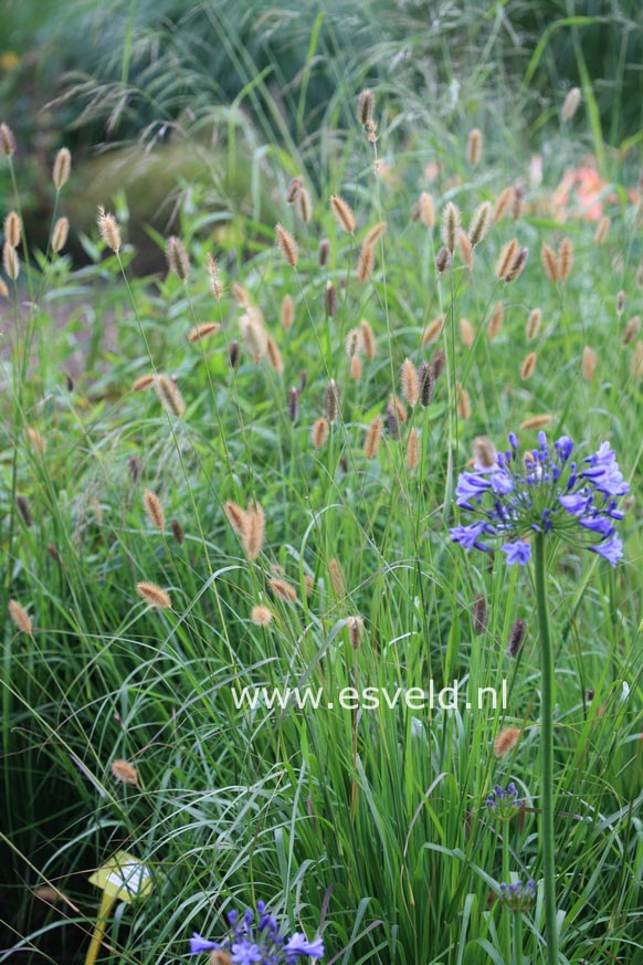 Pennisetum 'Red Bunny Tails'