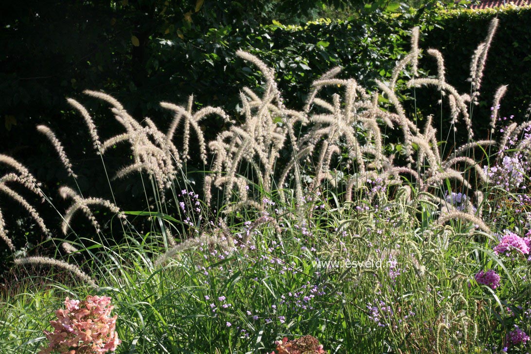 Pennisetum orientale 'Tall Tails'