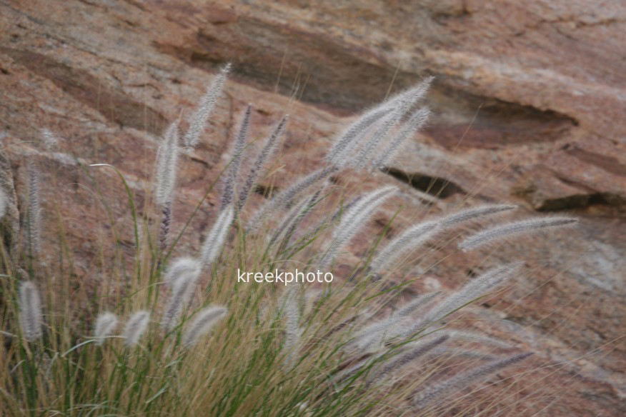 Pennisetum setaceum