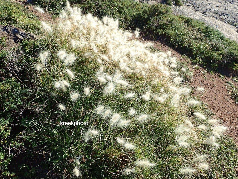 Pennisetum villosum