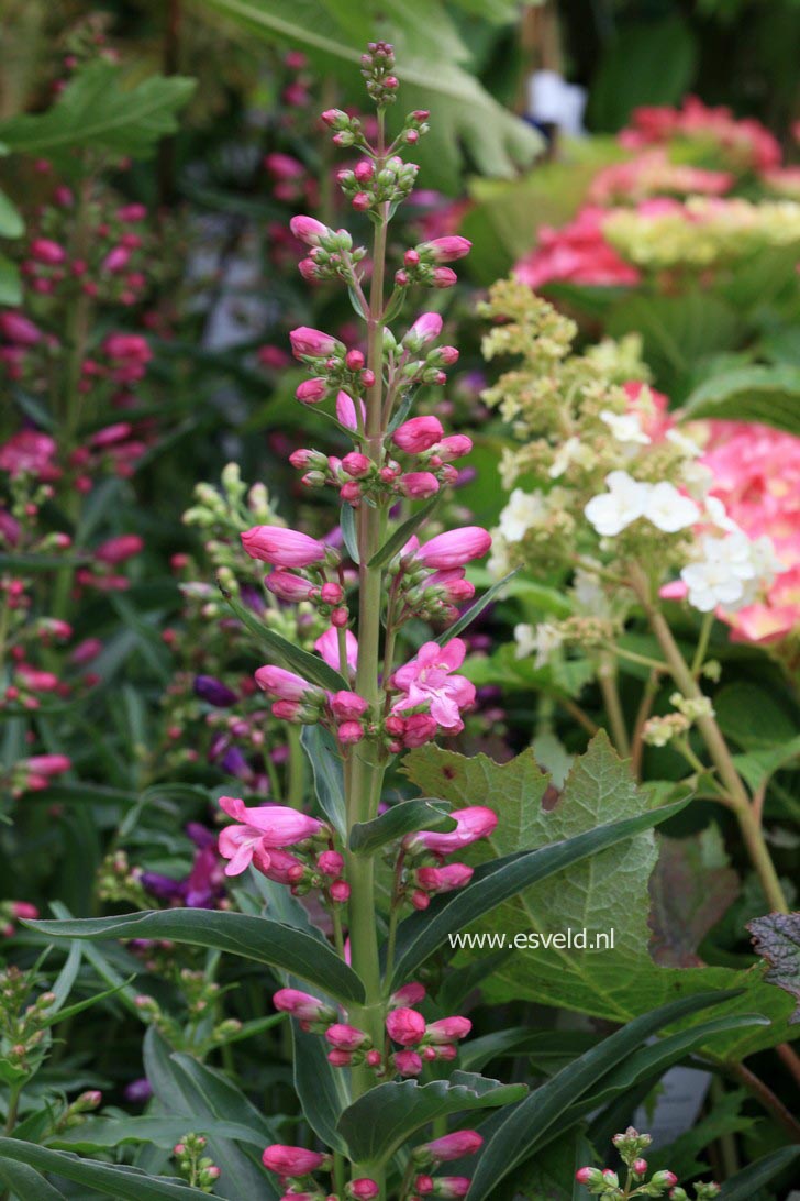 Penstemon 'Red Riding Hood'
