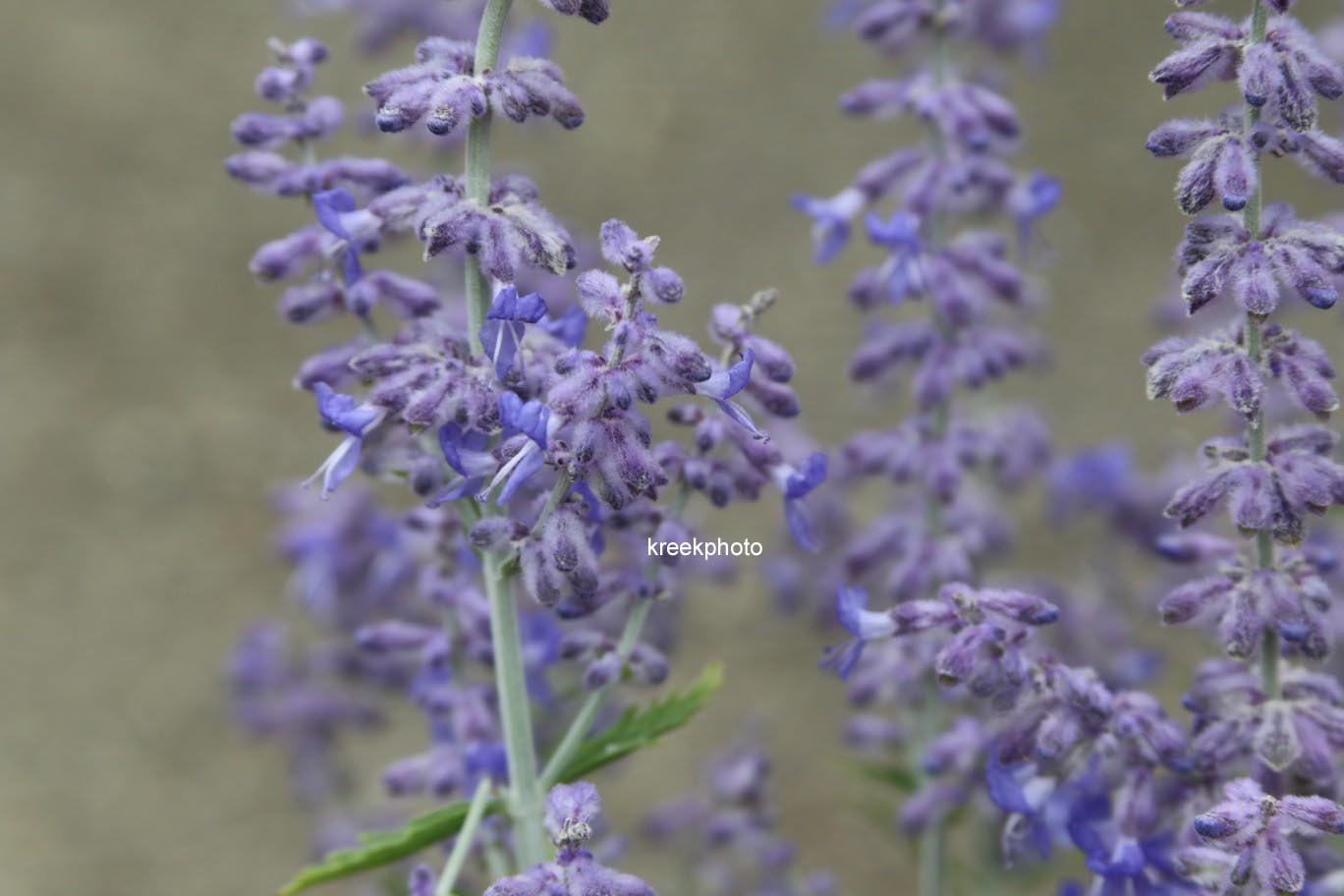 Perovskia atriplicifolia 'Lisslitt' (LACEY BLUE)