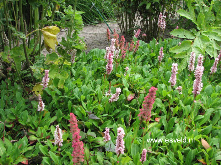 Persicaria affinis 'Kabouter'