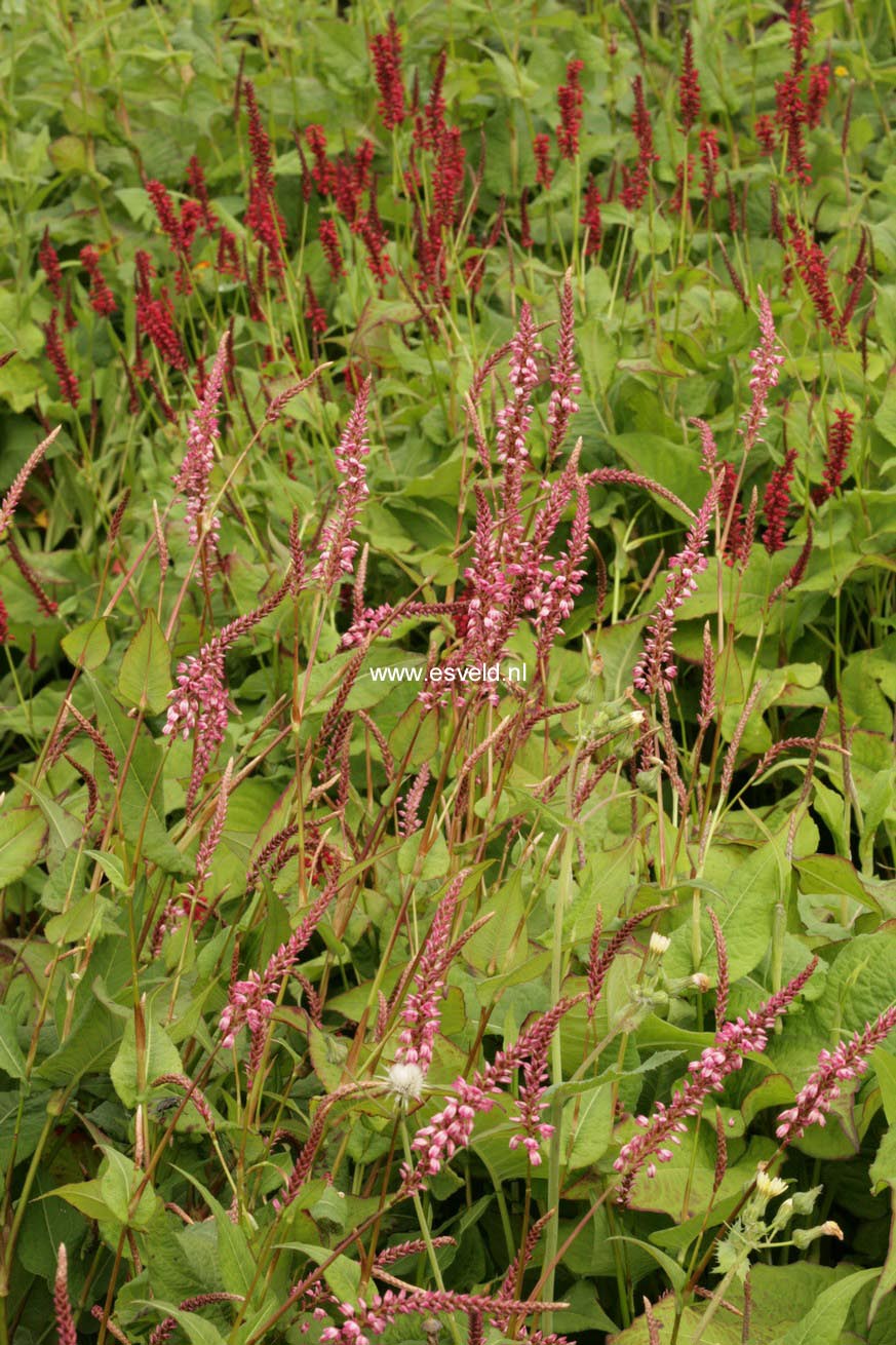 Persicaria amplexicaulis 'Pink Elephant'