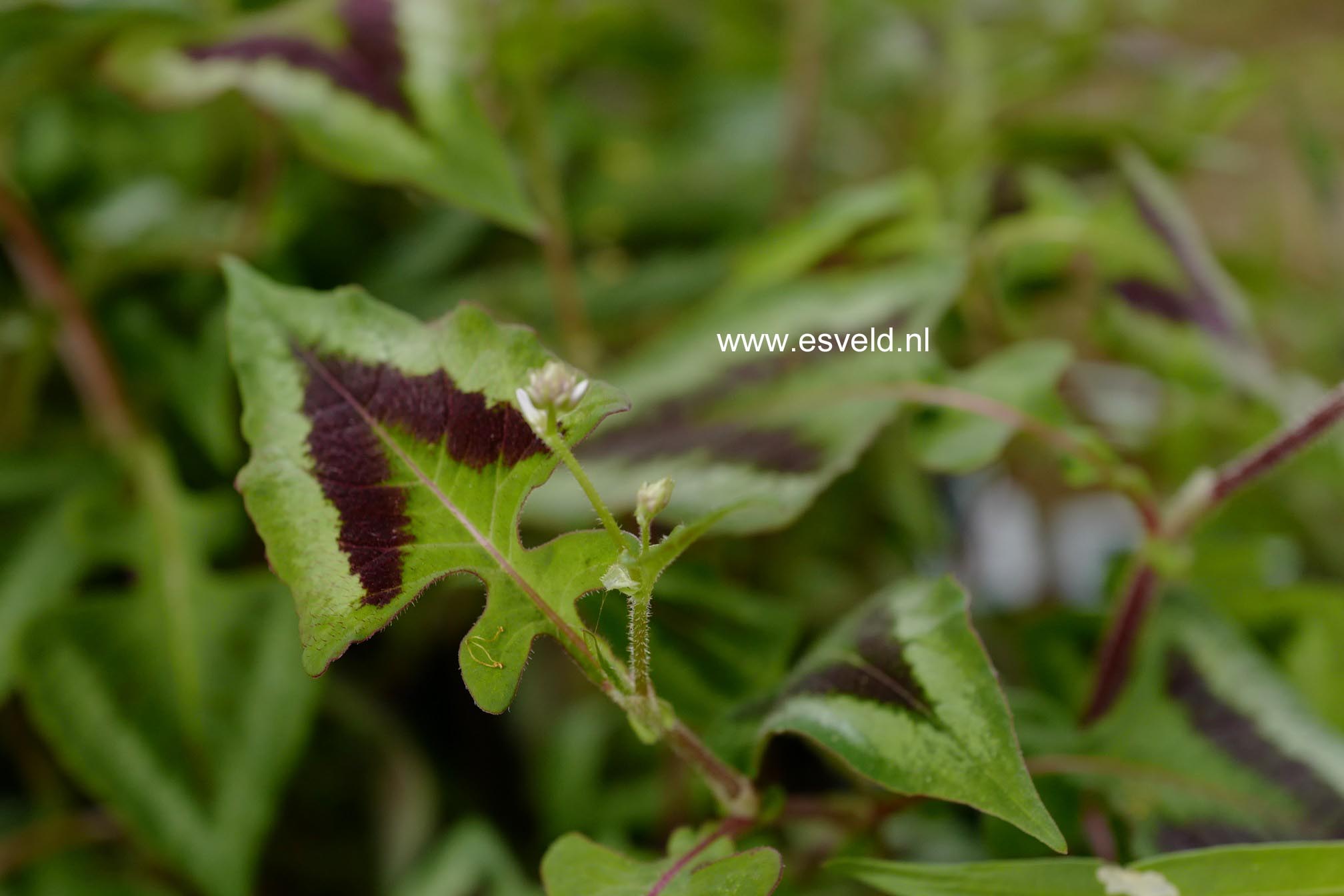 Persicaria microcephala 'Purple Fantasy'