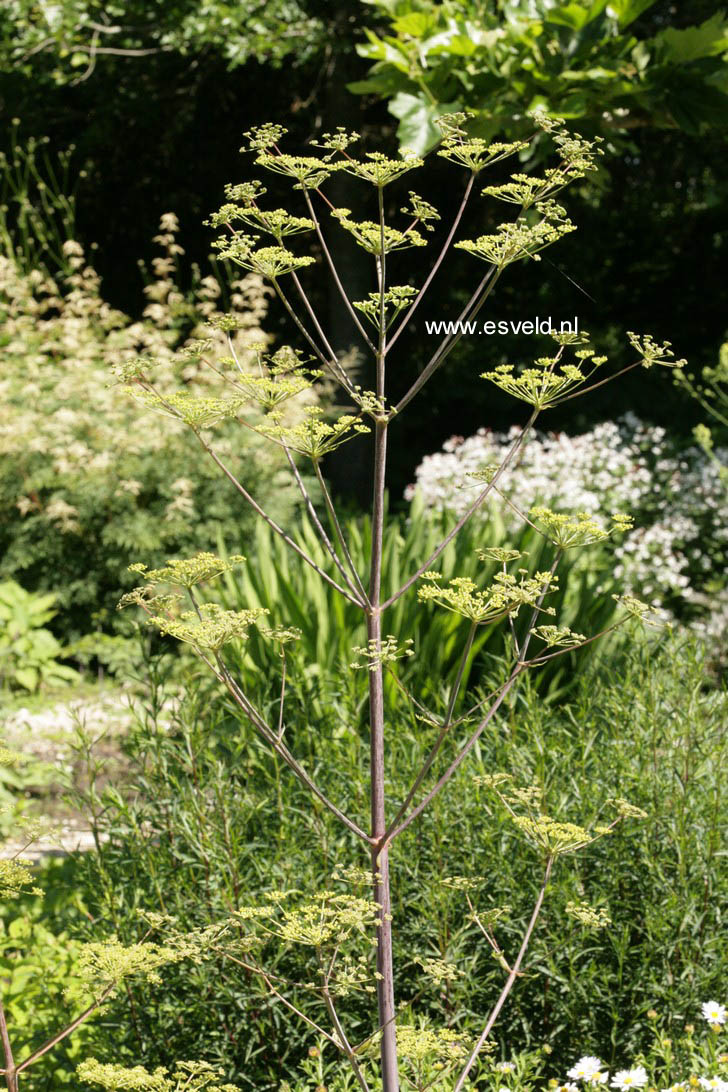 Peucedanum verticillare