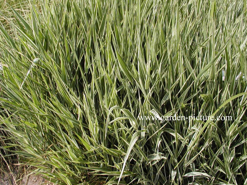 Phalaris arundinacea 'Picta'
