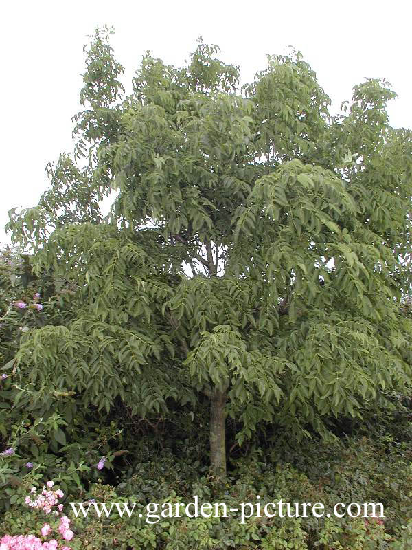 Phellodendron amurense
