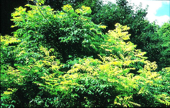 Phellodendron chinense