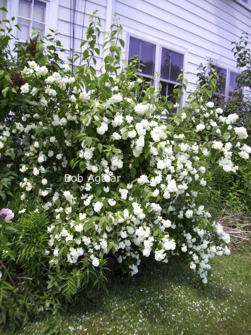 Philadelphus 'Bouquet Blanc'