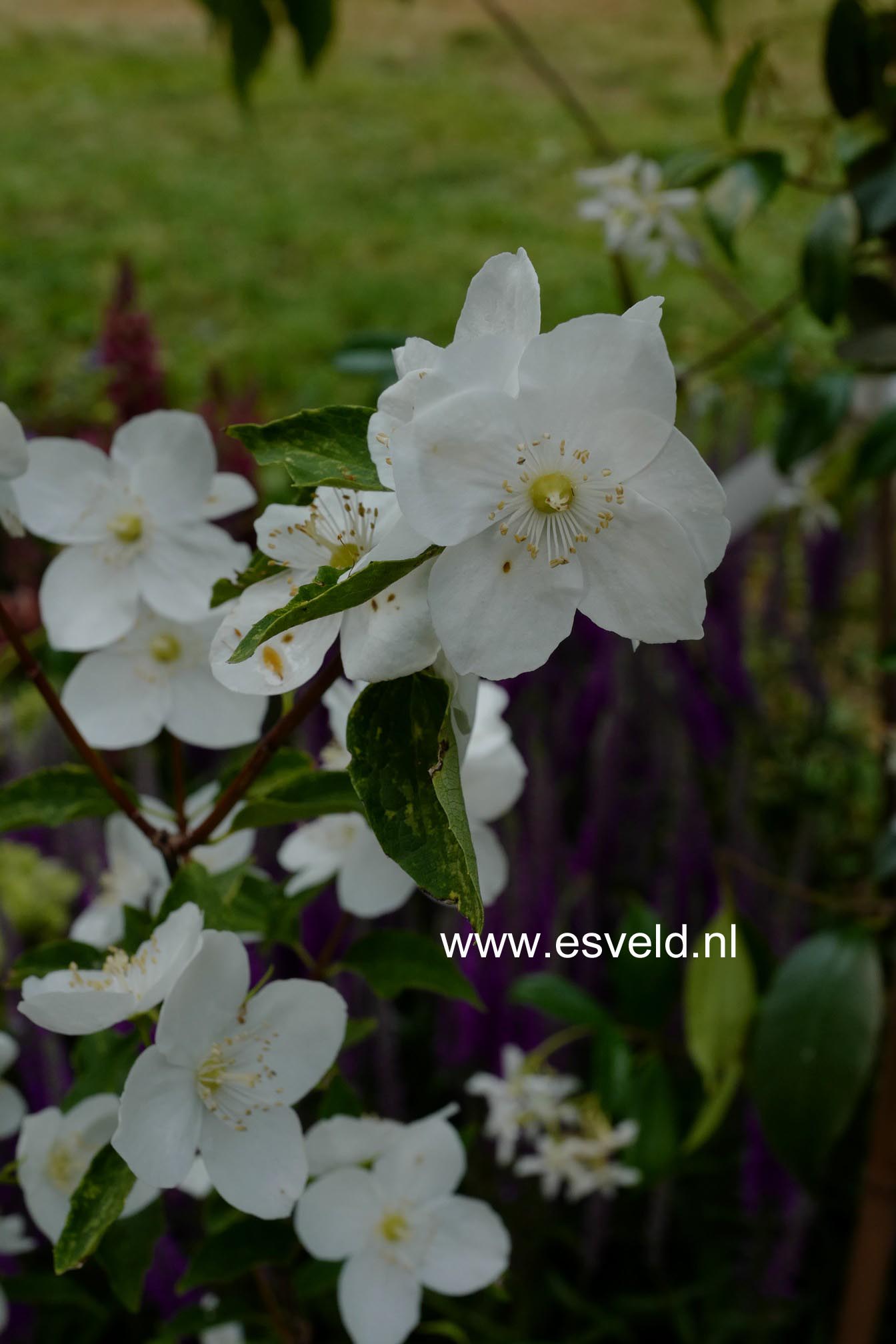 Philadelphus 'Innocence'