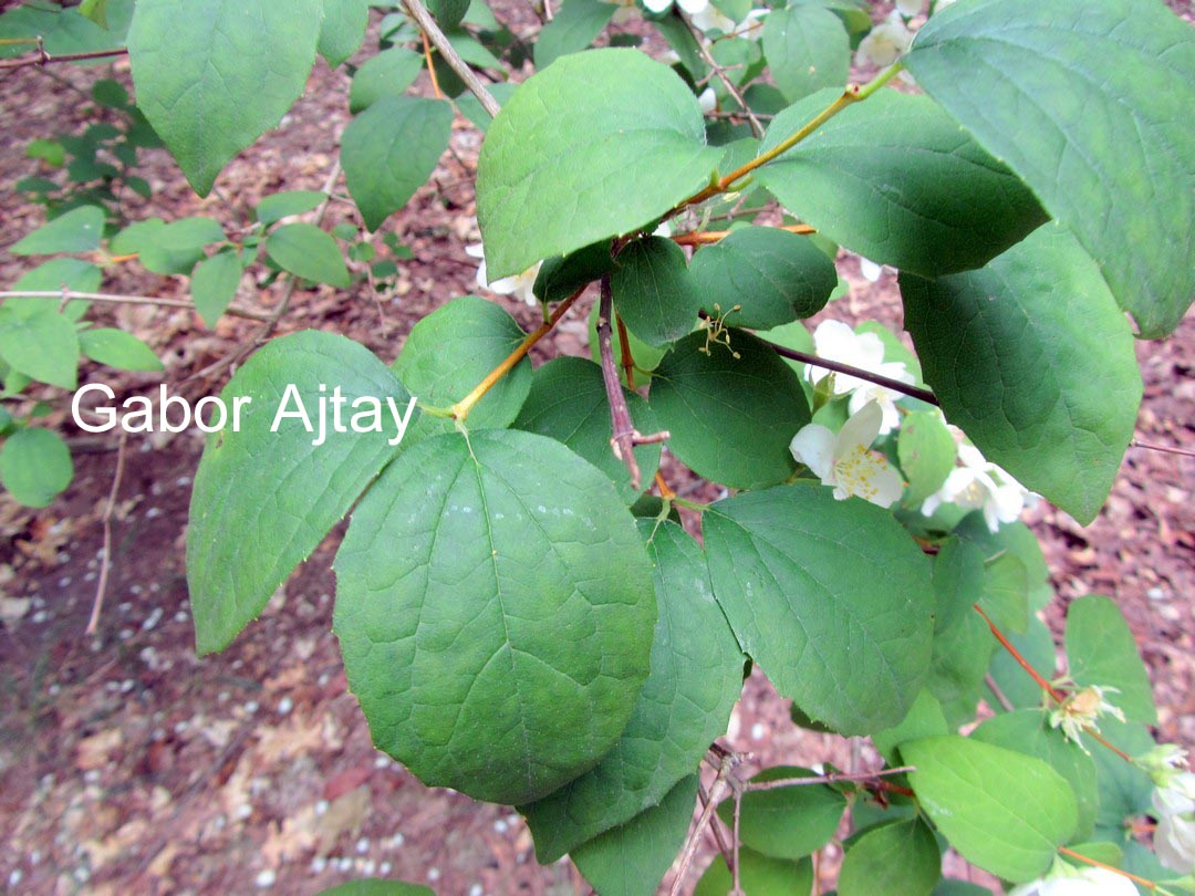 Philadelphus 'Silberregen'