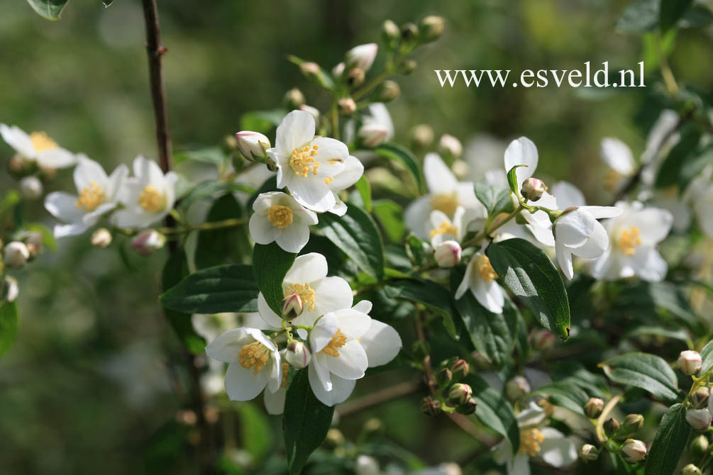 Philadelphus lewisii 'Waterton'