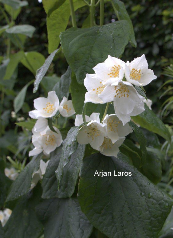 Philadelphus tomentosus