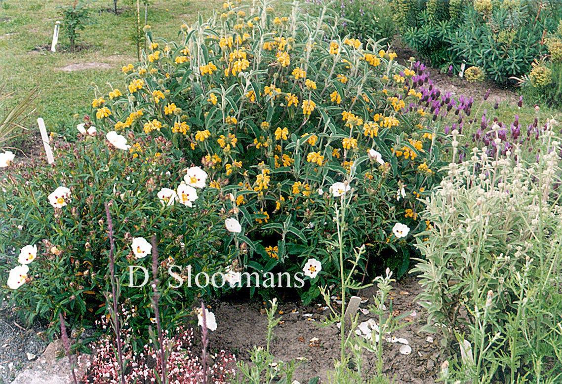 Phlomis chrysophylla