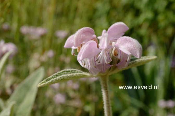 Phlomis italica