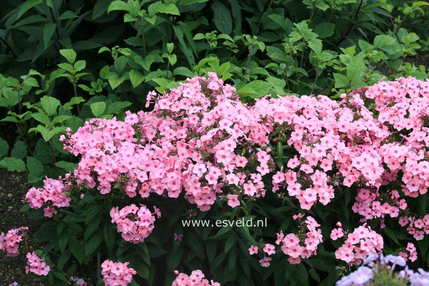 Phlox 'Flamingo'
