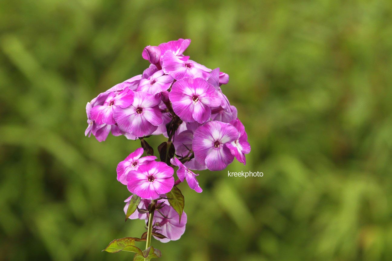 Phlox paniculata 'Laura'