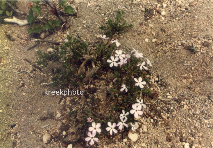 Phlox subulata