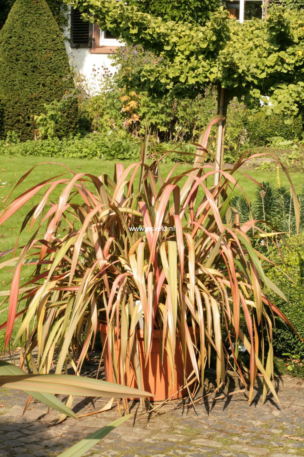 Phormium 'Rainbow Queen'