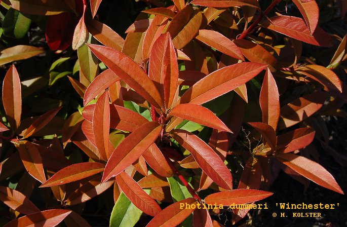 Photinia dummeri 'Winchester'