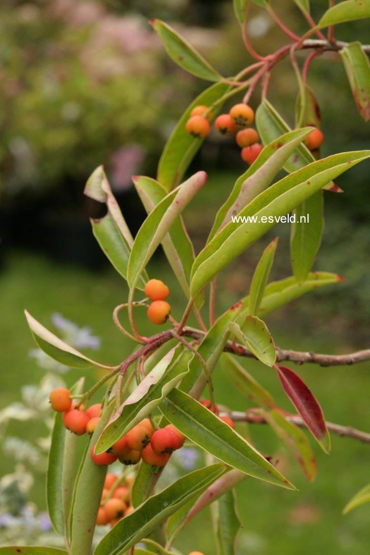 Photinia niitakayamensis