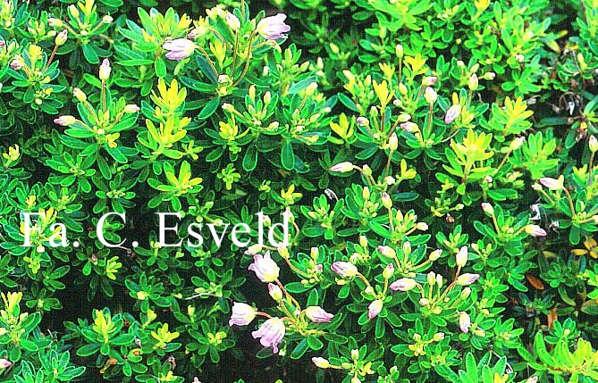 Phylliopsis hillieri 'Mermaid'