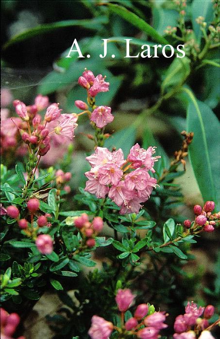 Phylliopsis hillieri 'Pinocchio'