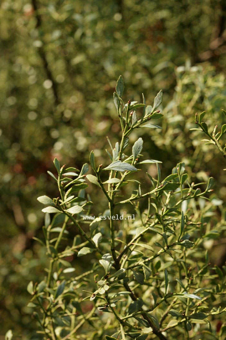 Phyllocladus aspleniifolius