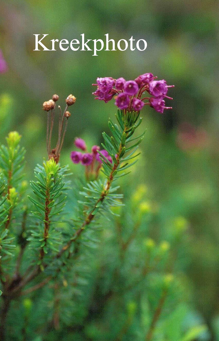 Phyllodoce empetriformis