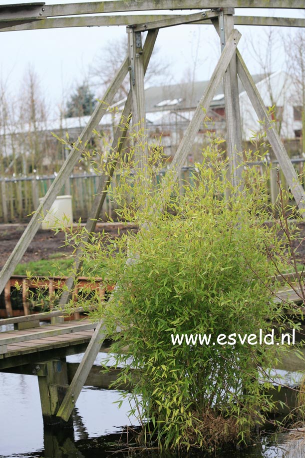 Phyllostachys atrovaginata 'Green Perfume'