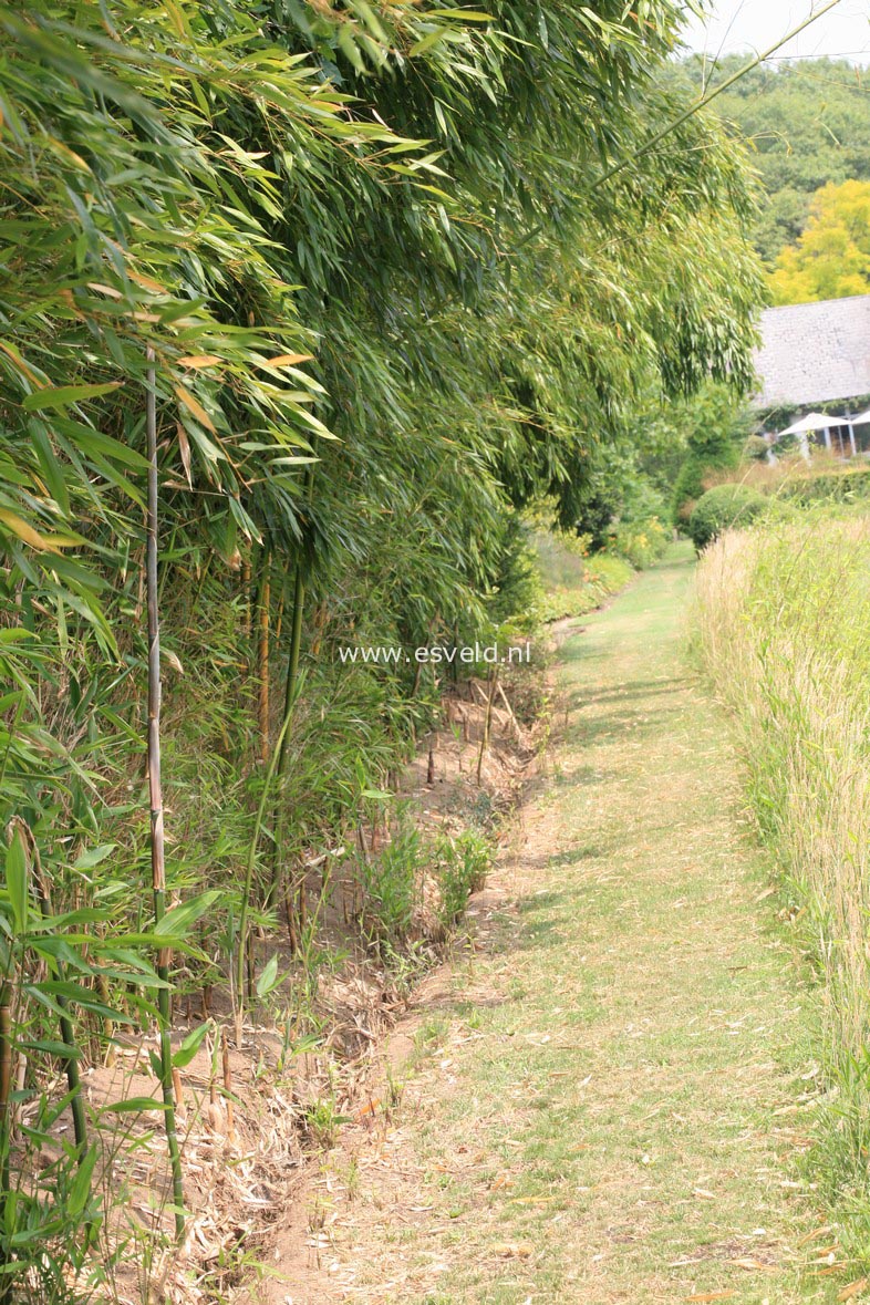 Phyllostachys aurea